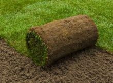 Da li je tepih trava prava opcija za vaše dvorište