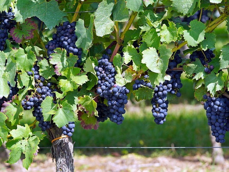 orezivanje vinove loze u dvoristu i rezultat